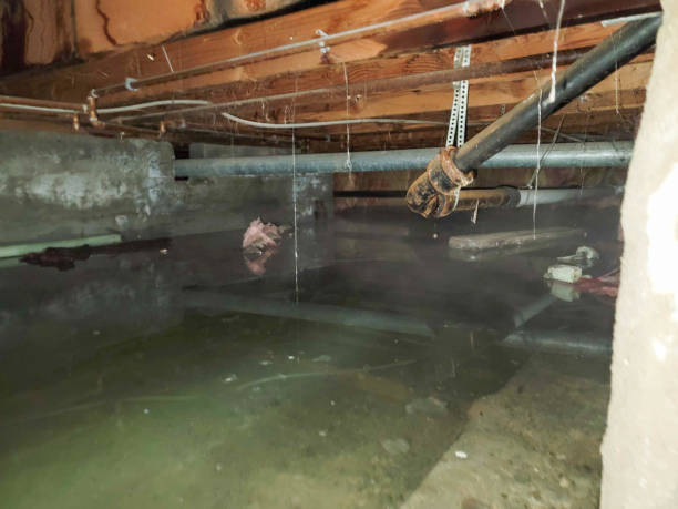 Best Local water damage restoration  in Manassas Park, VA